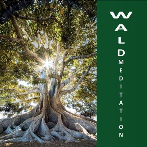 Auszeit in der Natur Waldmeditation - Waldbaden